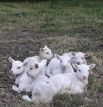 Quinta Da Galeana Dreaming *